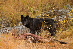 wolf